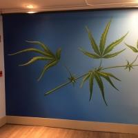 CBD Kava Bar 06