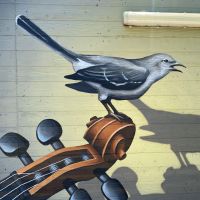 Mocking-Bird-2